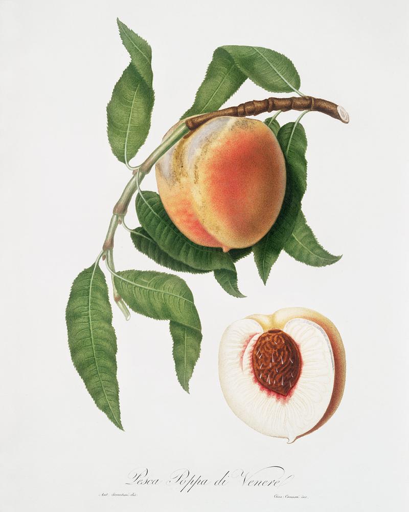 Peach (Persica sativa) from Pomona Italiana (1817 - 1839) by Giorgio Gallesio (1772-1839). Original from The New York Public Library. Digitally enhanced by rawpixel. Peach (Persica sativa) from Pomona Italiana (1817 - 1839) by Giorgio Gallesio (1772-1839). Original from The New York Public…