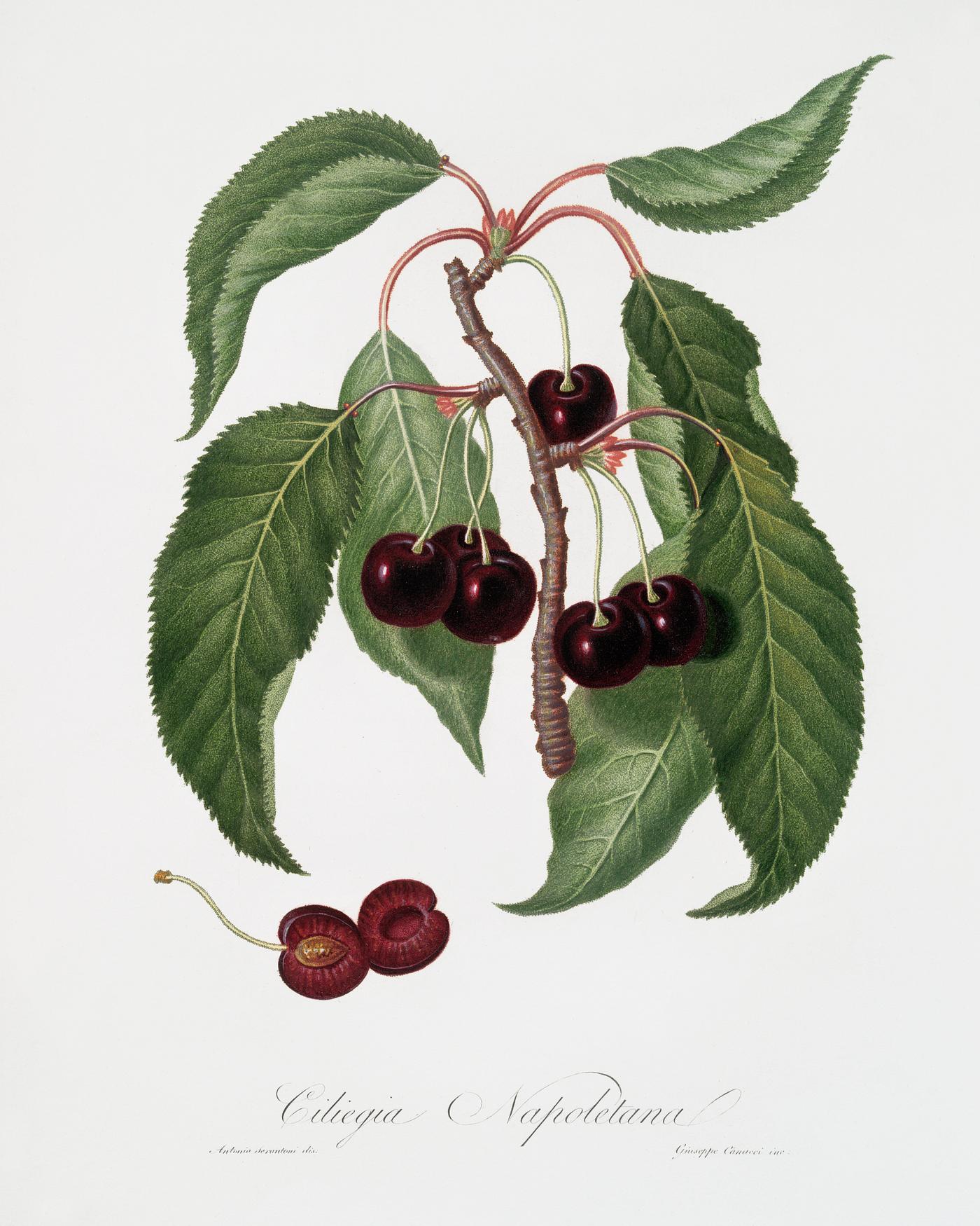 Hard-fleshed Cherry (Cerasus Duracina) from Pomona Italiana (1817 - 1839) by Giorgio Gallesio (1772-1839). Original from The... Hard-fleshed Cherry (Cerasus Duracina) from Pomona Italiana (1817 - 1839) by Giorgio Gallesio (1772-1839). Original from The...