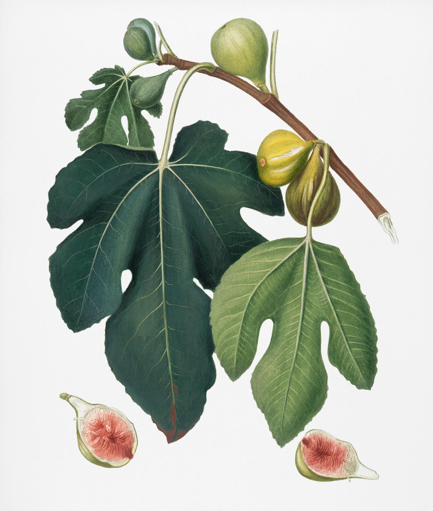 Fig (Ficus carica sativa) from Pomona Italiana (1817 - 1839) by Giorgio Gallesio (1772-1839). Original from New York public... Fig (Ficus carica sativa) from Pomona Italiana (1817 - 1839) by Giorgio Gallesio (1772-1839). Original from New York public...