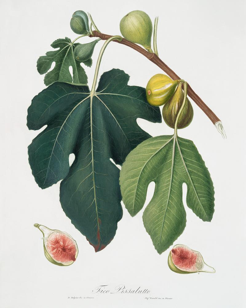 Fig (Ficus carica sativa) from Pomona Italiana (1817 - 1839) by Giorgio Gallesio (1772-1839). Original from The New York Public Library. Digitally enhanced by rawpixel. Fig (Ficus carica sativa) from Pomona Italiana (1817 - 1839) by Giorgio Gallesio (1772-1839). Original from The New York…