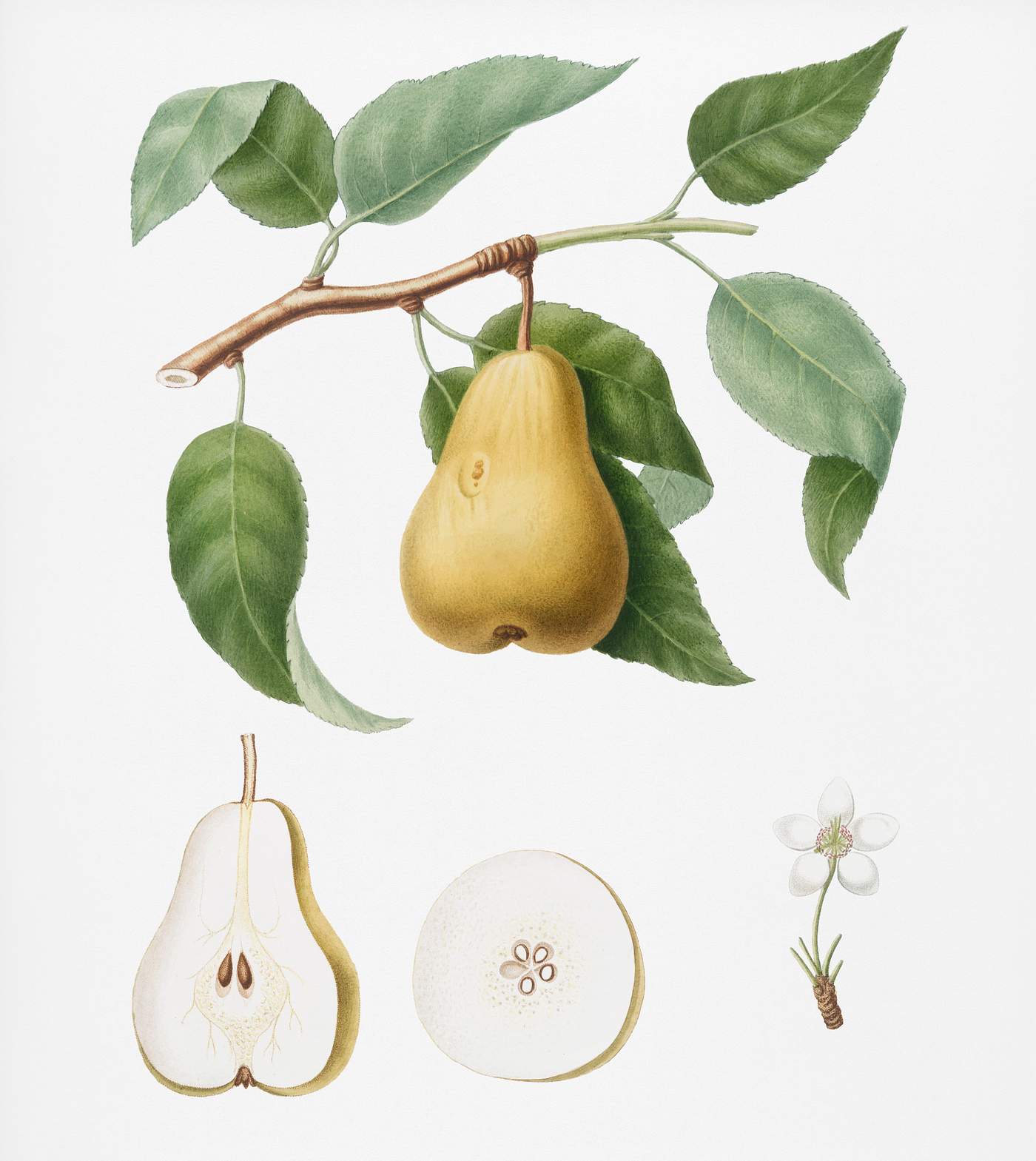 Pear (Pyrus Laurina) from Pomona Italiana (1817 - 1839) by Giorgio Gallesio (1772-1839). Original from New York public... Pear (Pyrus Laurina) from Pomona Italiana (1817 - 1839) by Giorgio Gallesio (1772-1839). Original from New York public...