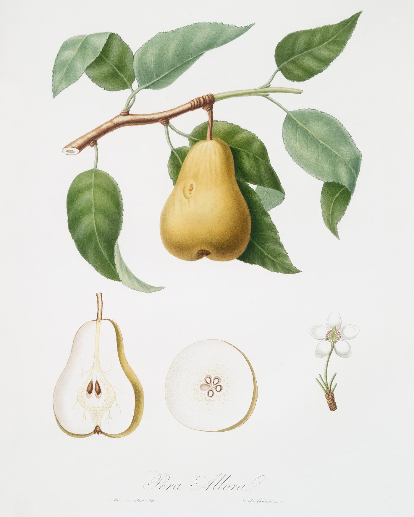 Pear (Pyrus Laurina) from Pomona Italiana (1817 - 1839) by Giorgio Gallesio (1772-1839). Original from The New York Public... Pear (Pyrus Laurina) from Pomona Italiana (1817 - 1839) by Giorgio Gallesio (1772-1839). Original from The New York Public...