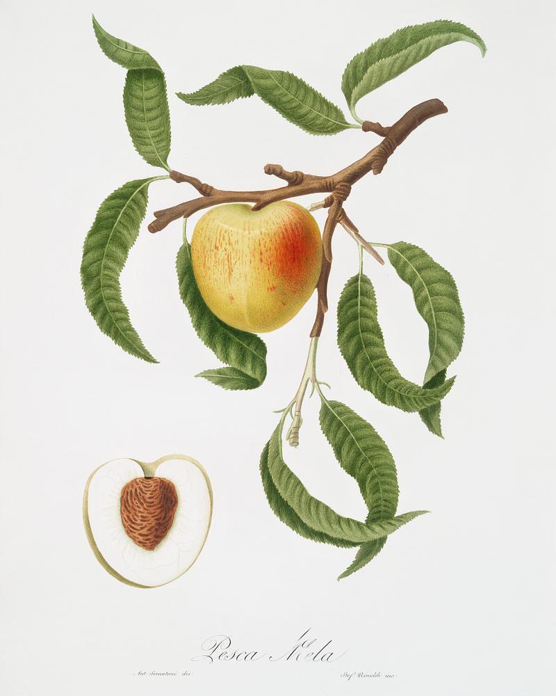 Peach (Persica mali-formis) from Pomona Italiana (1817 - 1839) by Giorgio Gallesio (1772-1839). Original from The New York Public Library. Digitally enhanced by rawpixel. Peach (Persica mali-formis) from Pomona Italiana (1817 - 1839) by Giorgio Gallesio (1772-1839). Original from The New York…