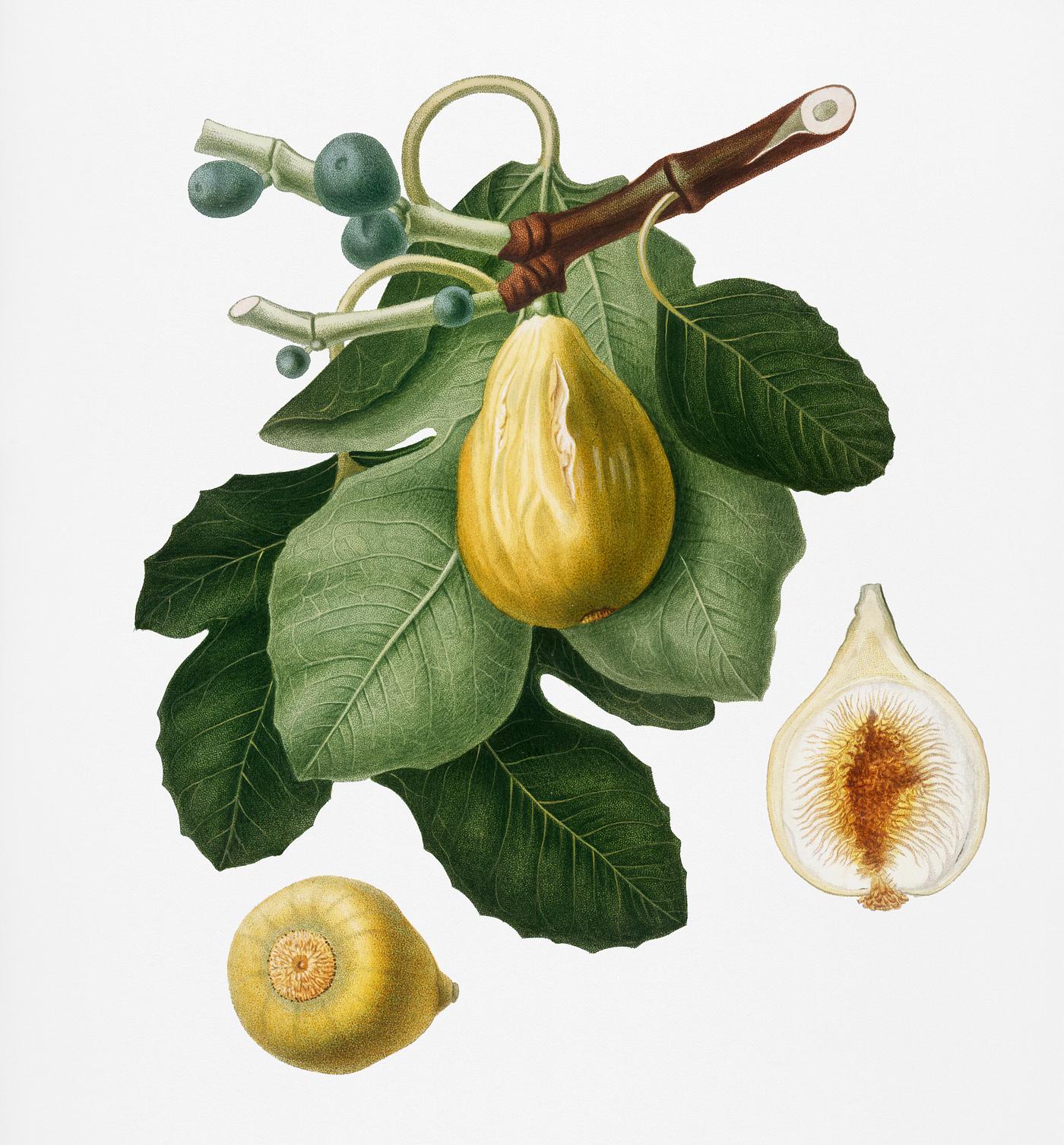 Common Fig (Ficus carica sativa) from Pomona Italiana (1817 - 1839) by Giorgio Gallesio (1772-1839). Original from New York... Common Fig (Ficus carica sativa) from Pomona Italiana (1817 - 1839) by Giorgio Gallesio (1772-1839). Original from New York...