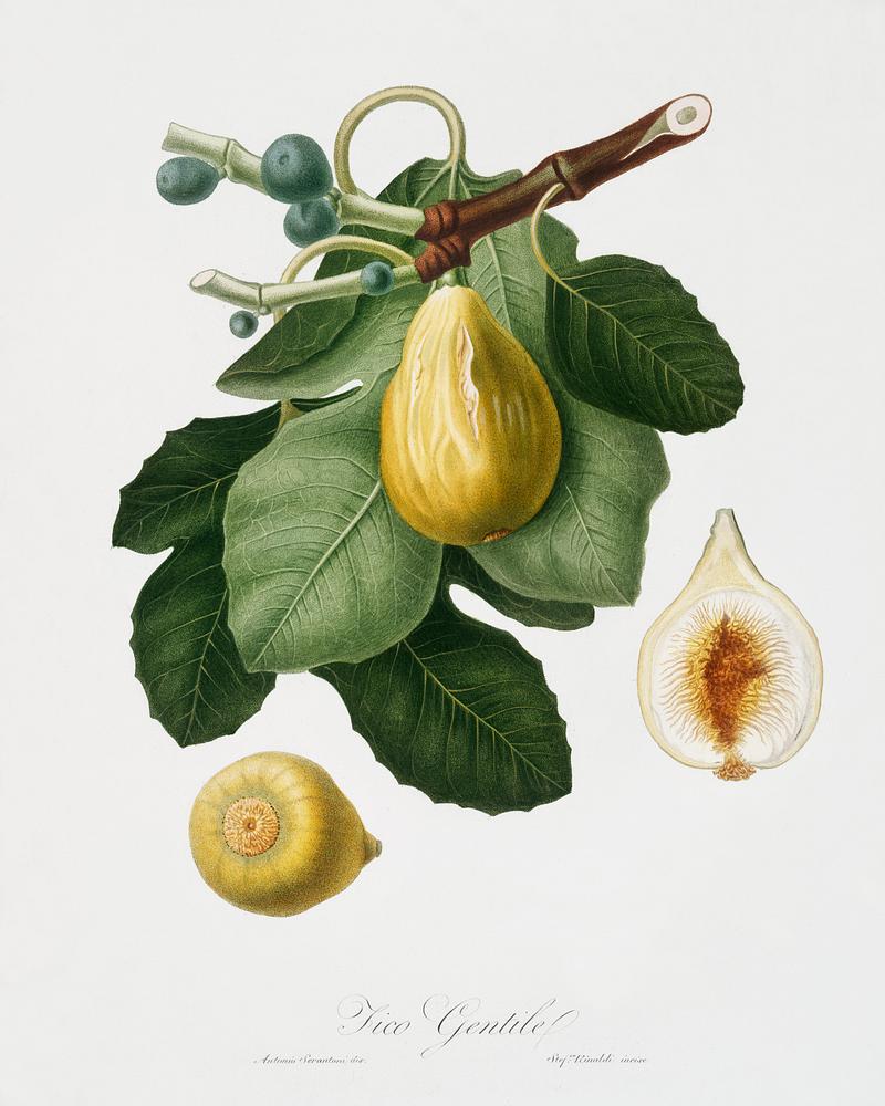 Common Fig (Ficus carica sativa) from Pomona Italiana (1817 - 1839) by Giorgio Gallesio (1772-1839). Original from The New York Public Library. Digitally enhanced by rawpixel. Common Fig (Ficus carica sativa) from Pomona Italiana (1817 - 1839) by Giorgio Gallesio (1772-1839). Original from The New…