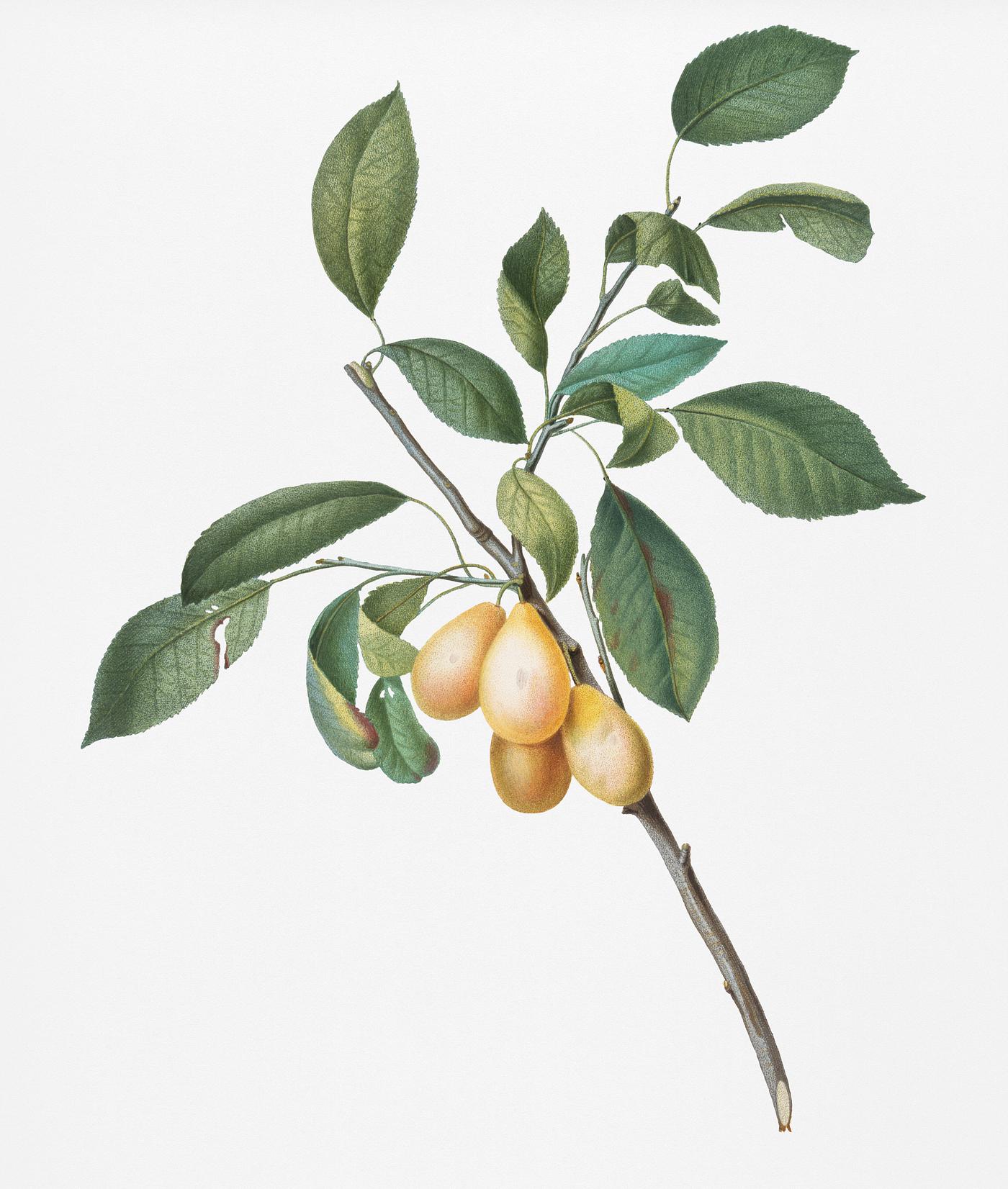 Plum (Prunus Damascena) from Pomona Italiana (1817 - 1839) by Giorgio Gallesio (1772-1839). Original from New York public... Plum (Prunus Damascena) from Pomona Italiana (1817 - 1839) by Giorgio Gallesio (1772-1839). Original from New York public...