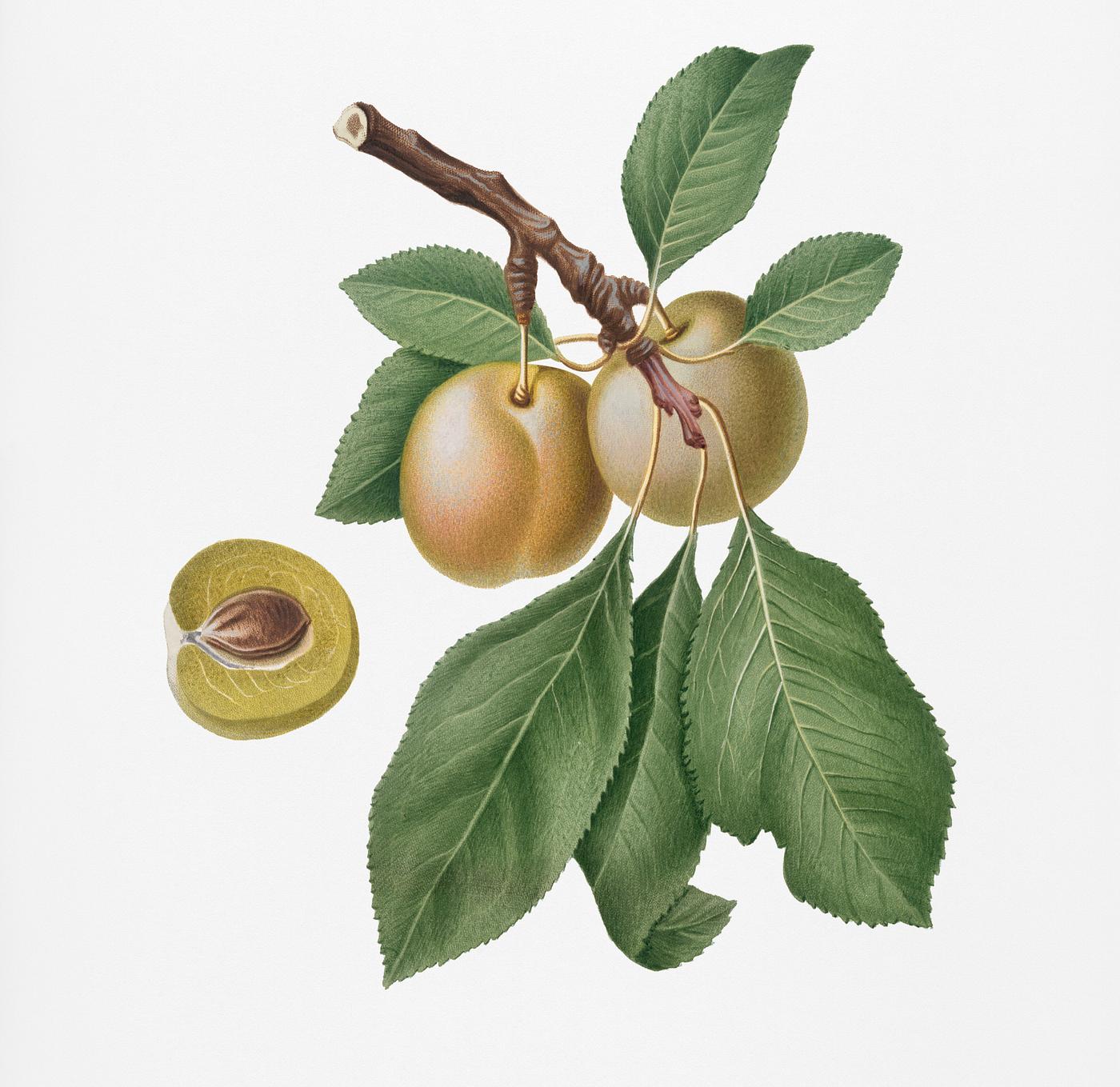 Prune (Prunus Claudia) from Pomona Italiana (1817 - 1839) by Giorgio Gallesio (1772-1839). Original from New York public... Prune (Prunus Claudia) from Pomona Italiana (1817 - 1839) by Giorgio Gallesio (1772-1839). Original from New York public...