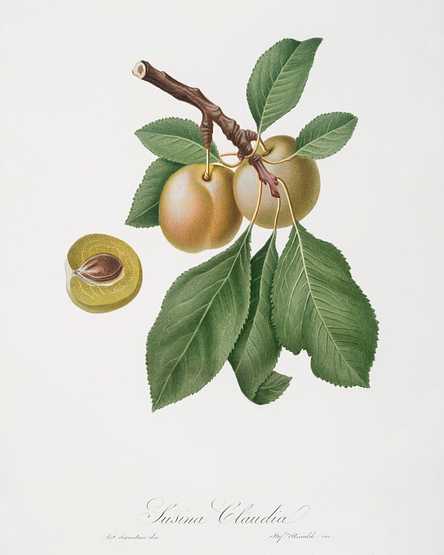 Prune (Prunus Claudia) from Pomona Italiana (1817 - 1839) by Giorgio Gallesio (1772-1839). Prune (Prunus Claudia) from Pomona Italiana (1817 - 1839) by Giorgio Gallesio (1772-1839). - antique, antique book, book…