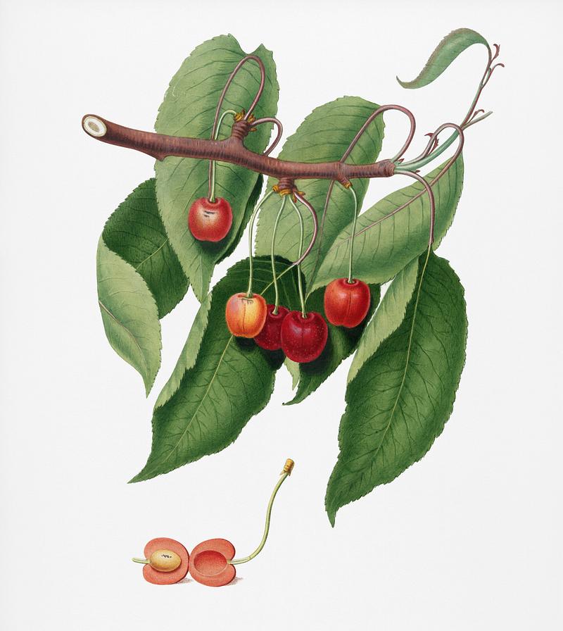 Cherry (Cerasus cordiformis duracina) from Pomona Italiana (1817 - 1839) by Giorgio Gallesio (1772-1839). Original from New York public library. Digitally enhanced by rawpixel. Cherry (Cerasus cordiformis duracina) from Pomona Italiana (1817 - 1839) by Giorgio Gallesio (1772-1839). Original from New…