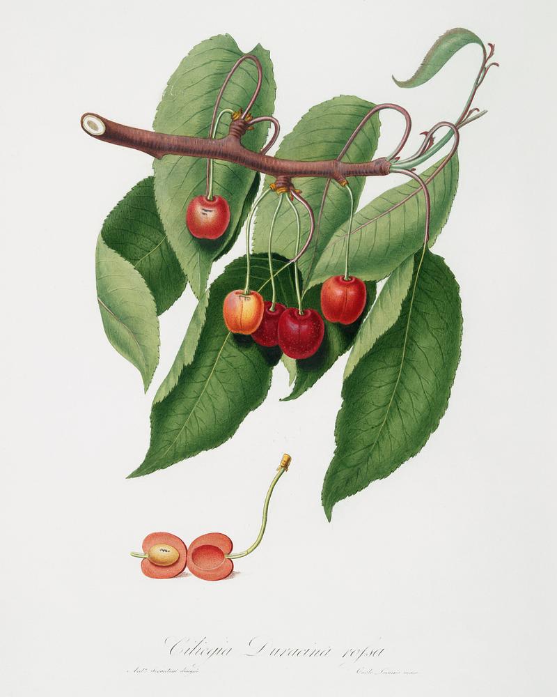 Cherry (Cerasus cordiformis duracina) from Pomona Italiana (1817 - 1839) by Giorgio Gallesio (1772-1839). Original from The New York Public Library. Digitally enhanced by rawpixel. Cherry (Cerasus cordiformis duracina) from Pomona Italiana (1817 - 1839) by Giorgio Gallesio (1772-1839). Original from The…