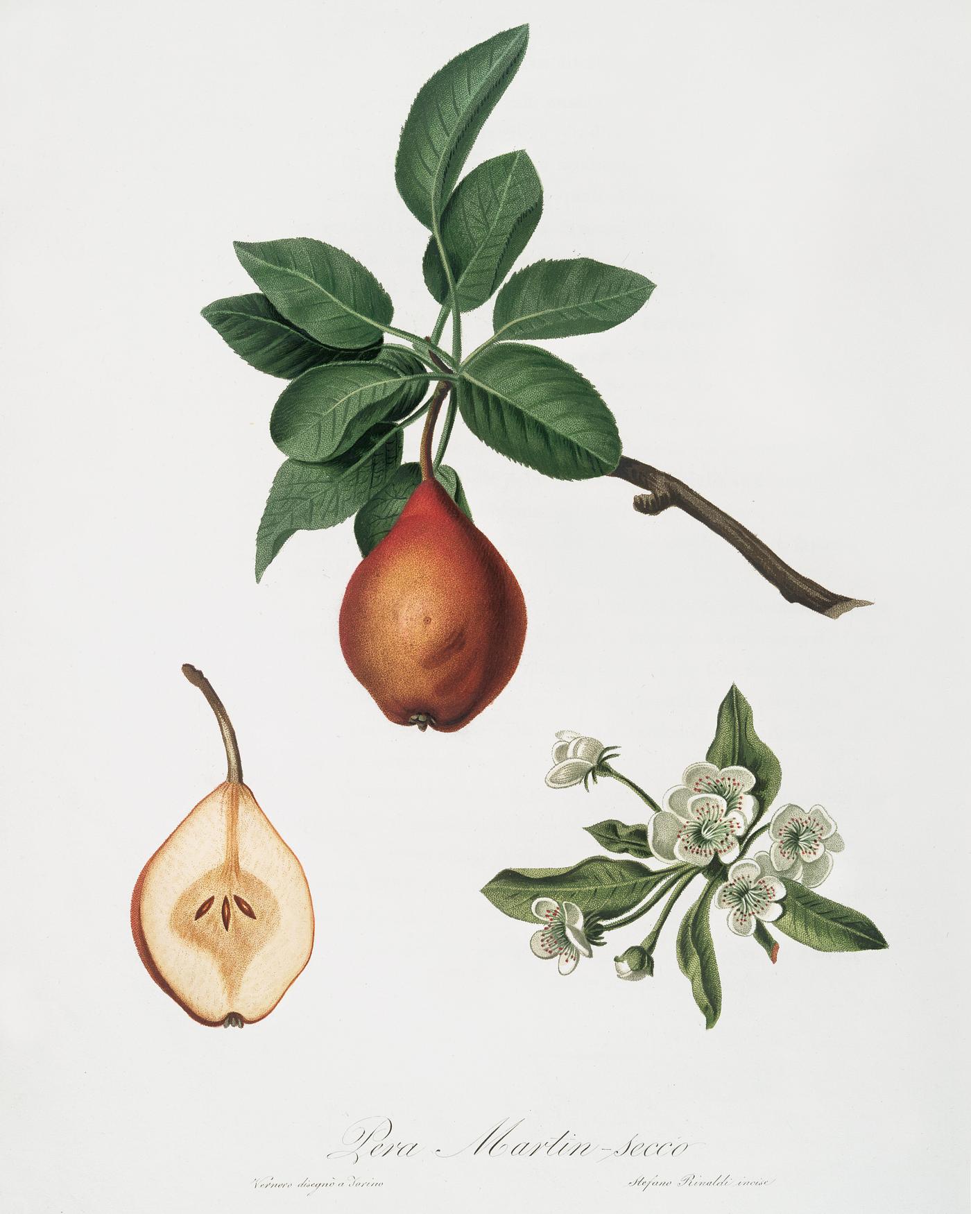 Pear (Pyrus Pedemontana) from Pomona Italiana (1817 - 1839) by Giorgio Gallesio (1772-1839). Original from The New York... Pear (Pyrus Pedemontana) from Pomona Italiana (1817 - 1839) by Giorgio Gallesio (1772-1839). Original from The New York...