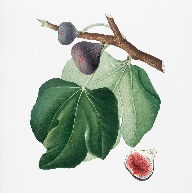 Black Fig (Ficus carica) from Pomona Italiana (1817 - 1839) by Giorgio Gallesio (1772-1839). Original from New York public library. Digitally enhanced by rawpixel. Black Fig (Ficus carica) from Pomona Italiana (1817 - 1839) by Giorgio Gallesio (1772-1839). Original from New York public…