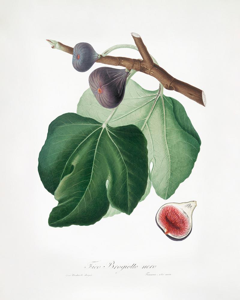 Black Fig (Ficus carica) from Pomona Italiana (1817 - 1839) by Giorgio Gallesio (1772-1839). Original from The New York Public Library. Digitally enhanced by rawpixel. Black Fig (Ficus carica) from Pomona Italiana (1817 - 1839) by Giorgio Gallesio (1772-1839). Original from The New York…