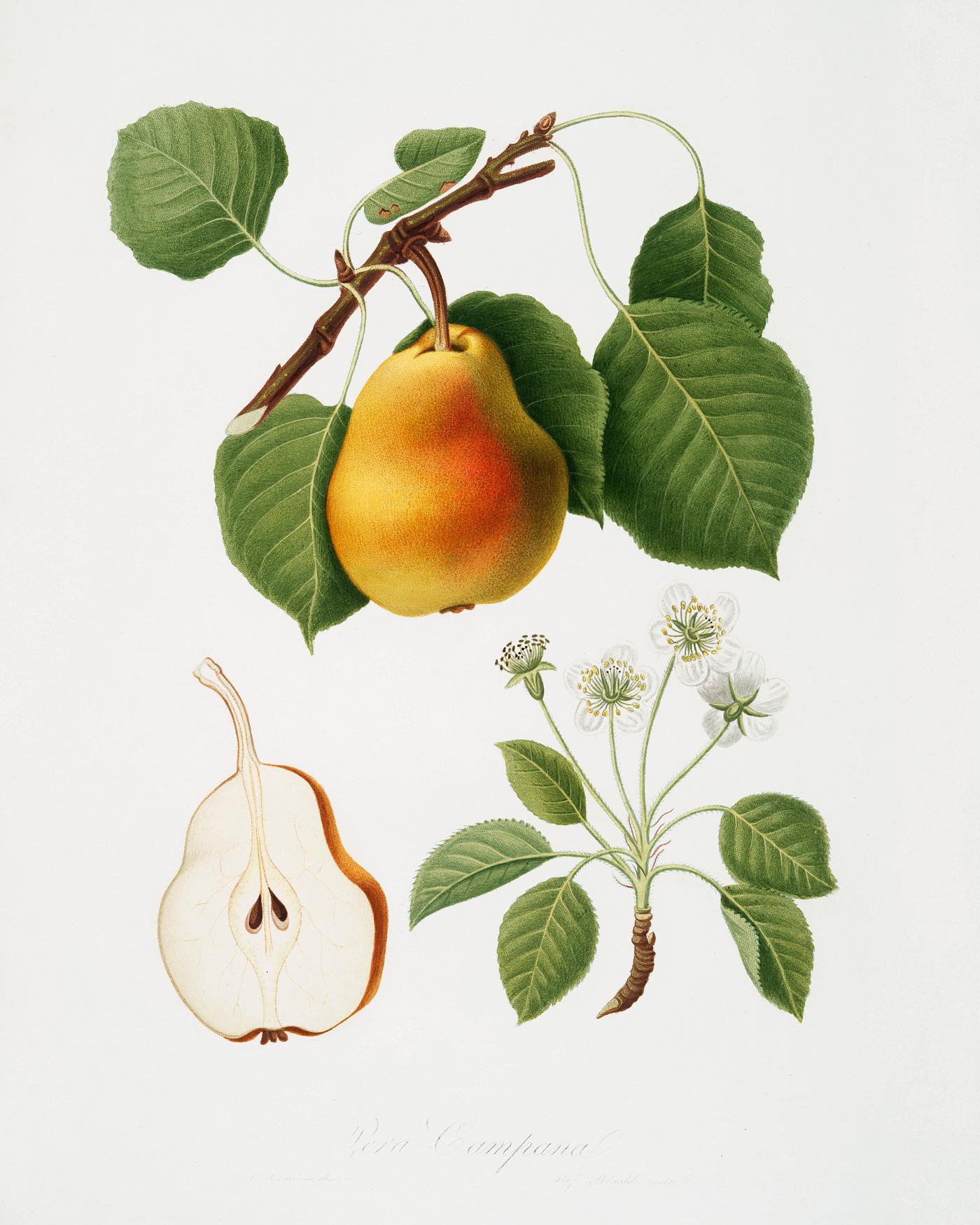 Pear (Pyrus Pompeiana) from Pomona Italiana (1817 - 1839) by Giorgio Gallesio (1772-1839). Original from The New York Public... Pear (Pyrus Pompeiana) from Pomona Italiana (1817 - 1839) by Giorgio Gallesio (1772-1839). Original from The New York Public...