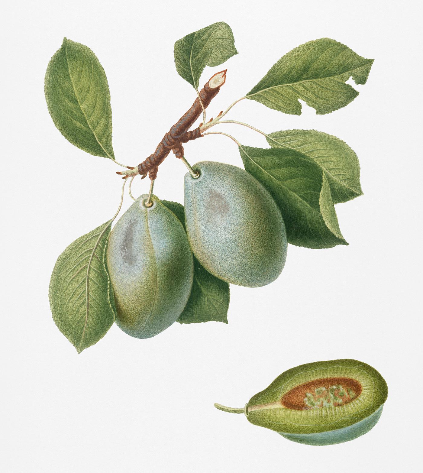 Plum (Prunus Catalanica) from Pomona Italiana (1817 - 1839) by Giorgio Gallesio (1772-1839). Original from New York public... Plum (Prunus Catalanica) from Pomona Italiana (1817 - 1839) by Giorgio Gallesio (1772-1839). Original from New York public...