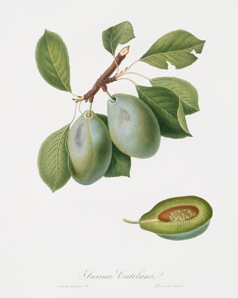 Plum (Prunus Catalanica) from Pomona Italiana (1817 - 1839) by Giorgio Gallesio (1772-1839). Original from The New York Public Library. Digitally enhanced by rawpixel. Plum (Prunus Catalanica) from Pomona Italiana (1817 - 1839) by Giorgio Gallesio (1772-1839). Original from The New York…