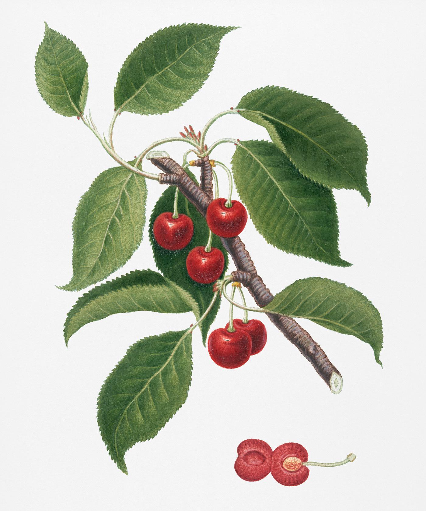 Sour Cherry (Cerasus cordiformis duracina) from Pomona Italiana (1817 - 1839) by Giorgio Gallesio (1772-1839). Original from... Sour Cherry (Cerasus cordiformis duracina) from Pomona Italiana (1817 - 1839) by Giorgio Gallesio (1772-1839). Original from...