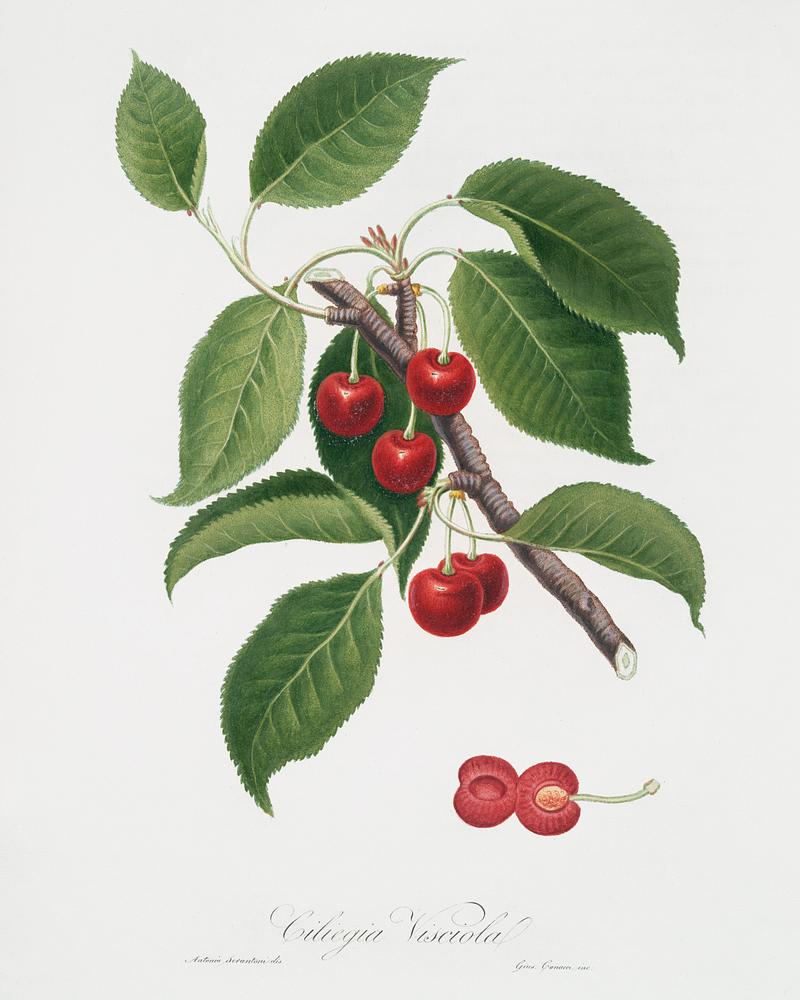 Sour Cherry (Cerasus cordiformis duracina) from Pomona Italiana (1817 - 1839) by Giorgio Gallesio (1772-1839). Original from The New York Public Library. Digitally enhanced by rawpixel. Sour Cherry (Cerasus cordiformis duracina) from Pomona Italiana (1817 - 1839) by Giorgio Gallesio (1772-1839). Original from…