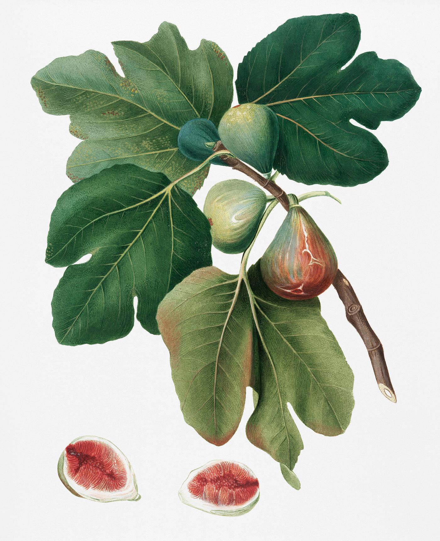 Common Fig (Ficus carica sativa) from Pomona Italiana (1817 - 1839) by Giorgio Gallesio (1772-1839). Original from New York... Common Fig (Ficus carica sativa) from Pomona Italiana (1817 - 1839) by Giorgio Gallesio (1772-1839). Original from New York...