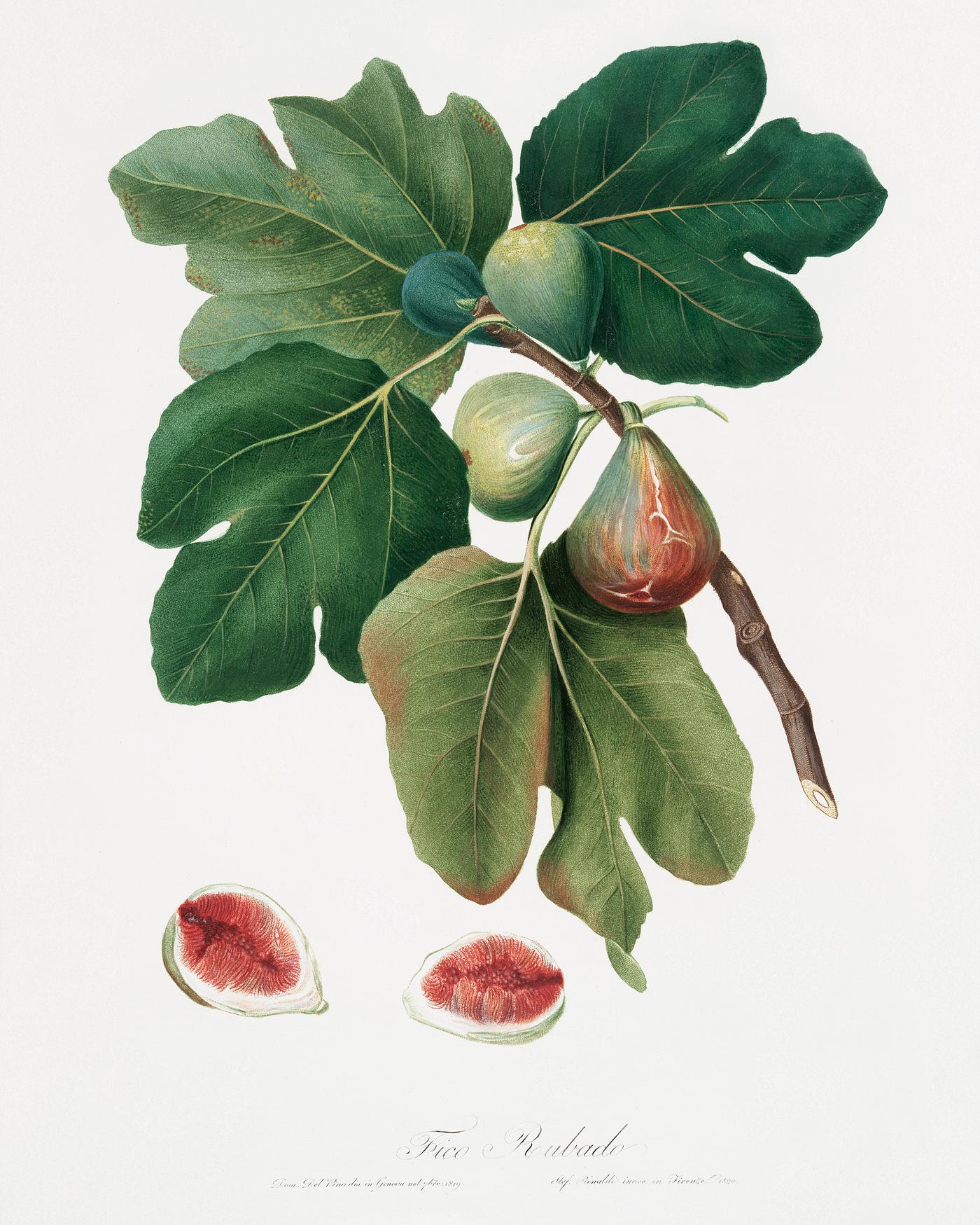 Common Fig (Ficus carica sativa) from Pomona Italiana (1817 - 1839) by Giorgio Gallesio (1772-1839). Original from The New... Common Fig (Ficus carica sativa) from Pomona Italiana (1817 - 1839) by Giorgio Gallesio (1772-1839). Original from The New...