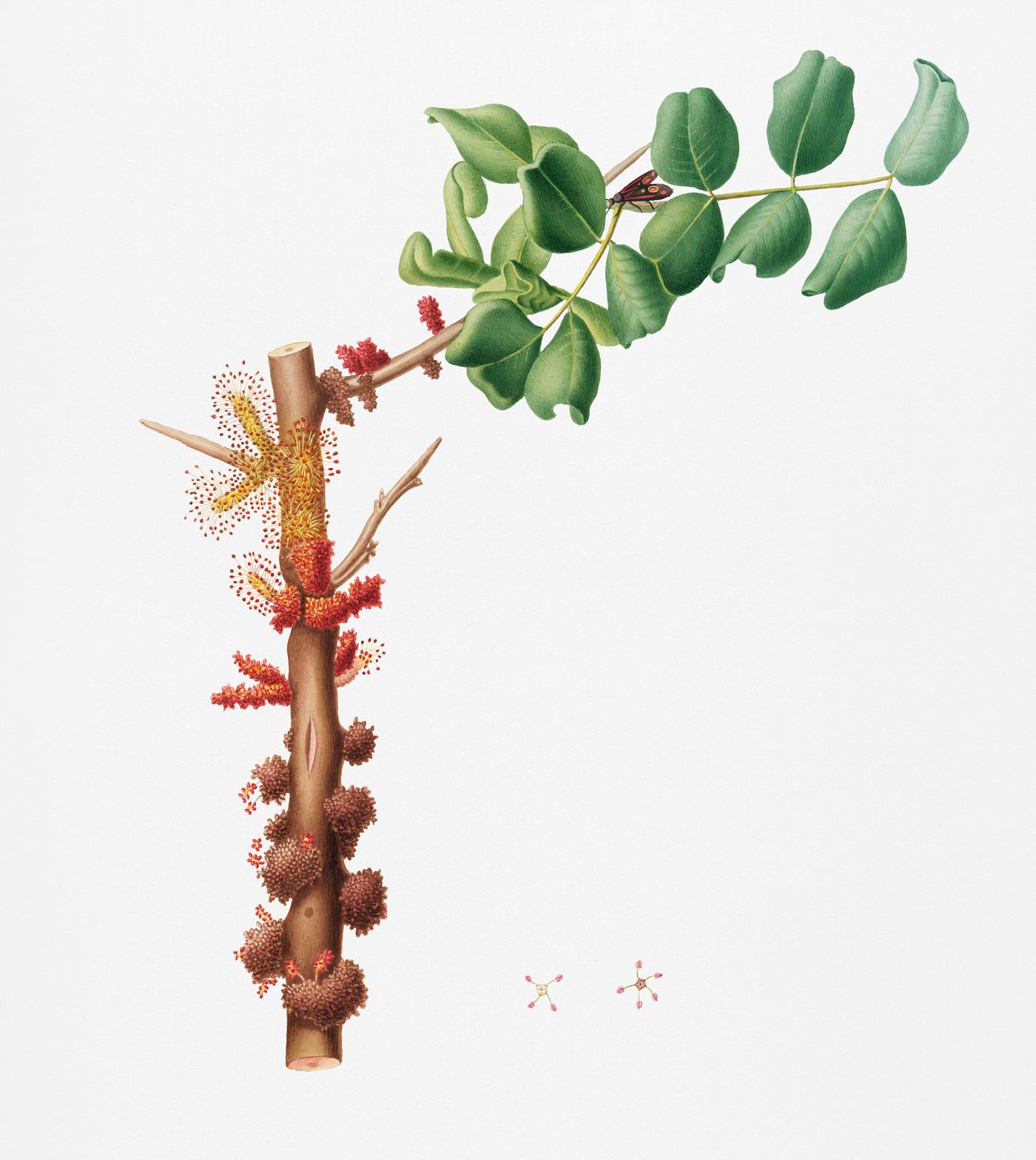 Carob flower (Ceratonia siliqua) from Pomona Italiana (1817 - 1839) by Giorgio Gallesio (1772-1839). Original from New York... Carob flower (Ceratonia siliqua) from Pomona Italiana (1817 - 1839) by Giorgio Gallesio (1772-1839). Original from New York...