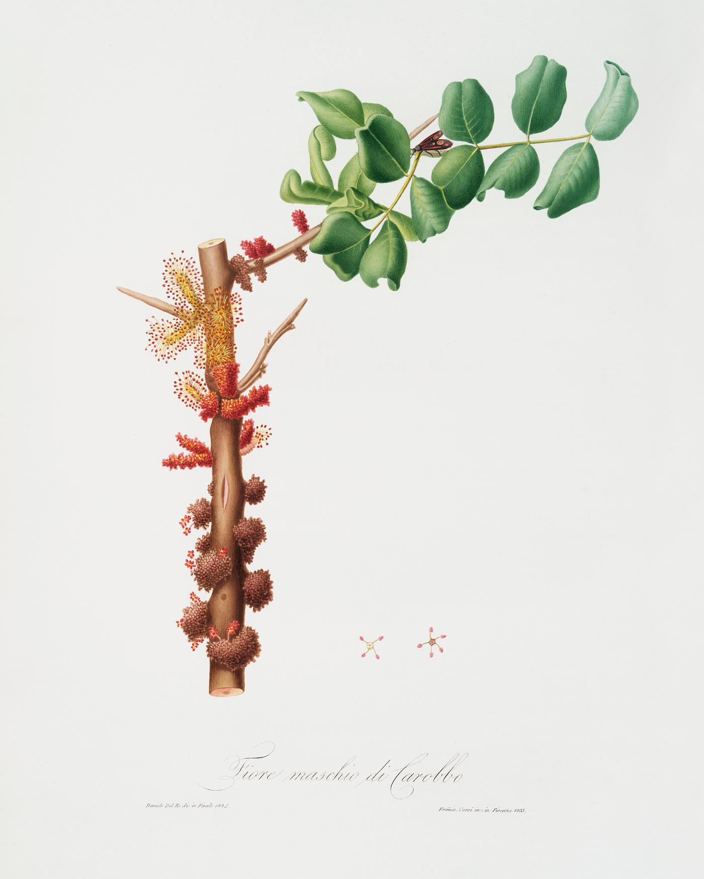 Carob flower (Ceratonia siliqua) from Pomona Italiana (1817 - 1839) by Giorgio Gallesio (1772-1839). Original from The New... Carob flower (Ceratonia siliqua) from Pomona Italiana (1817 - 1839) by Giorgio Gallesio (1772-1839). Original from The New...