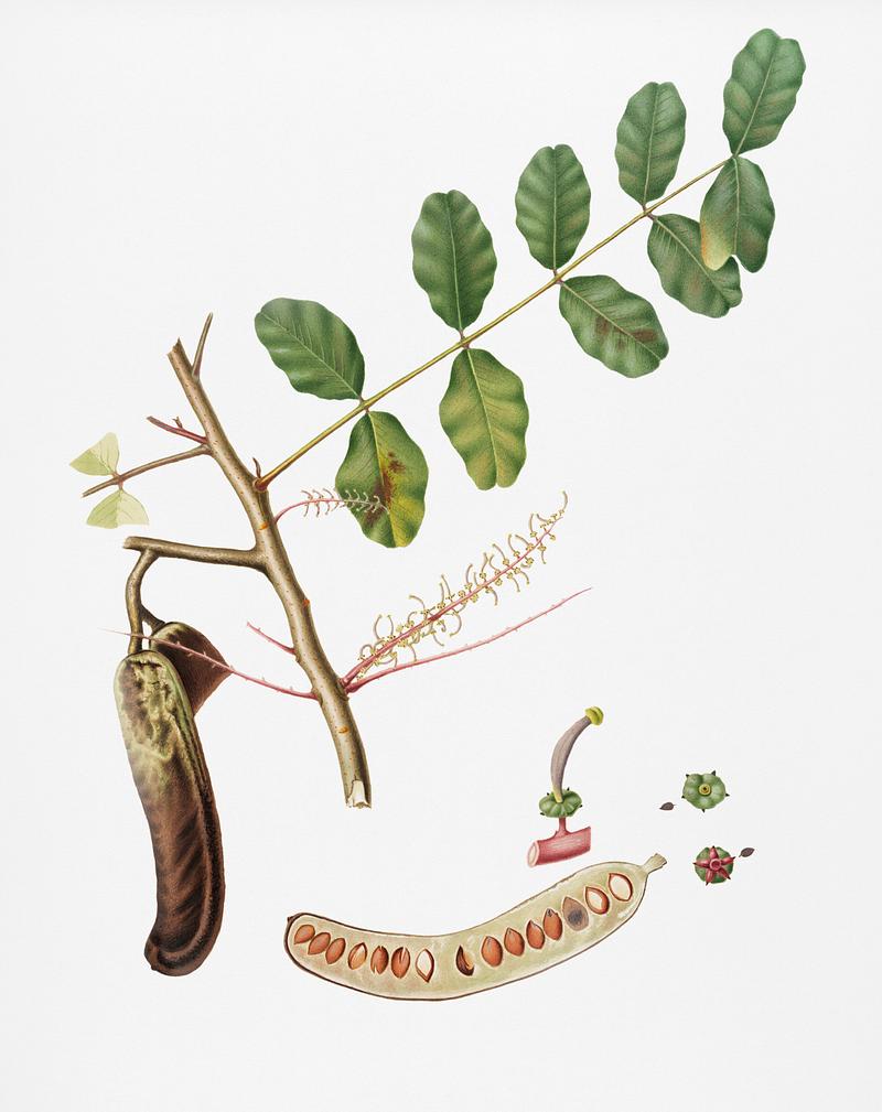 Carob (Ceratonia) from Pomona Italiana (1817 - 1839) by Giorgio Gallesio (1772-1839). Original from New York public library. Digitally enhanced by rawpixel. Carob (Ceratonia) from Pomona Italiana (1817 - 1839) by Giorgio Gallesio (1772-1839). Original from New York public library.…