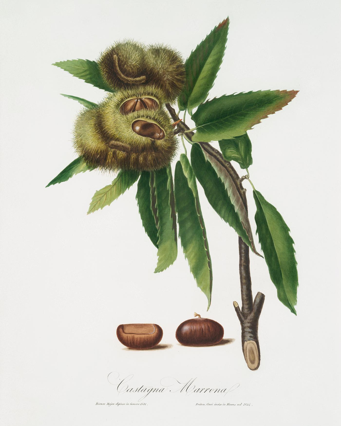 Spanish Chestnut (Castanea sativa) from Pomona Italiana (1817 - 1839) by Giorgio Gallesio (1772-1839). Original from The New... Spanish Chestnut (Castanea sativa) from Pomona Italiana (1817 - 1839) by Giorgio Gallesio (1772-1839). Original from The New...