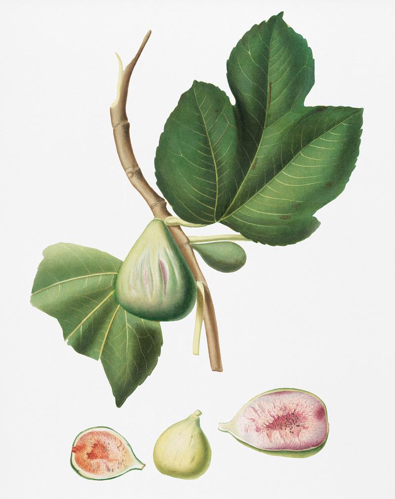 Fig (Ficus carica bifera) from Pomona Italiana (1817 - 1839) by Giorgio Gallesio (1772-1839). Original from New York public library. Digitally enhanced by rawpixel. Fig (Ficus carica bifera) from Pomona Italiana (1817 - 1839) by Giorgio Gallesio (1772-1839). Original from New York public…