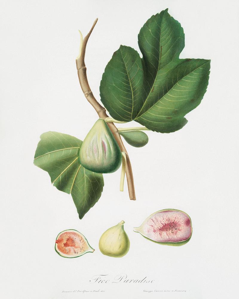 Fig (Ficus carica bifera) from Pomona Italiana (1817 - 1839) by Giorgio Gallesio (1772-1839). Original from The New York Public Library. Digitally enhanced by rawpixel. Fig (Ficus carica bifera) from Pomona Italiana (1817 - 1839) by Giorgio Gallesio (1772-1839). Original from The New York…