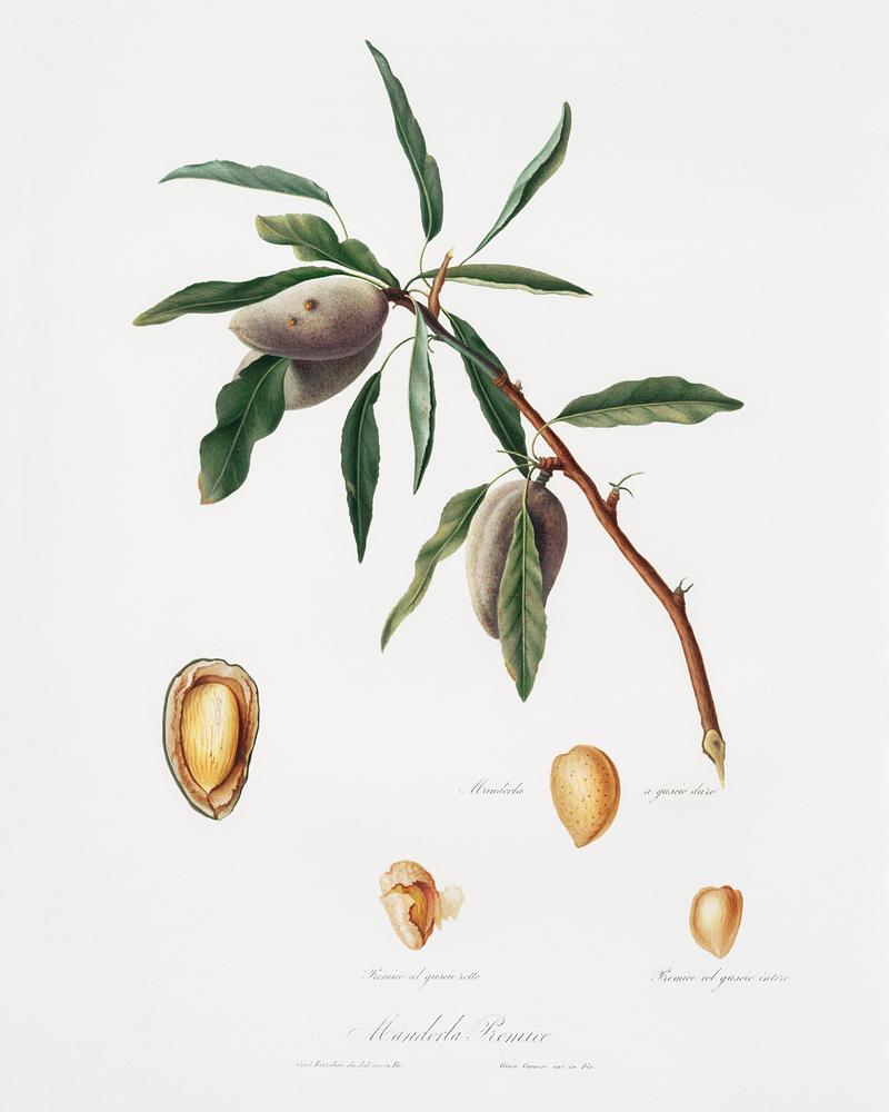 Almond (Guscio tenero) from Pomona Italiana (1817 - 1839) by Giorgio Gallesio (1772-1839). Original from The New York Public Library. Digitally enhanced by rawpixel. Almond (Guscio tenero) from Pomona Italiana (1817 - 1839) by Giorgio Gallesio (1772-1839). Original from The New York Public…