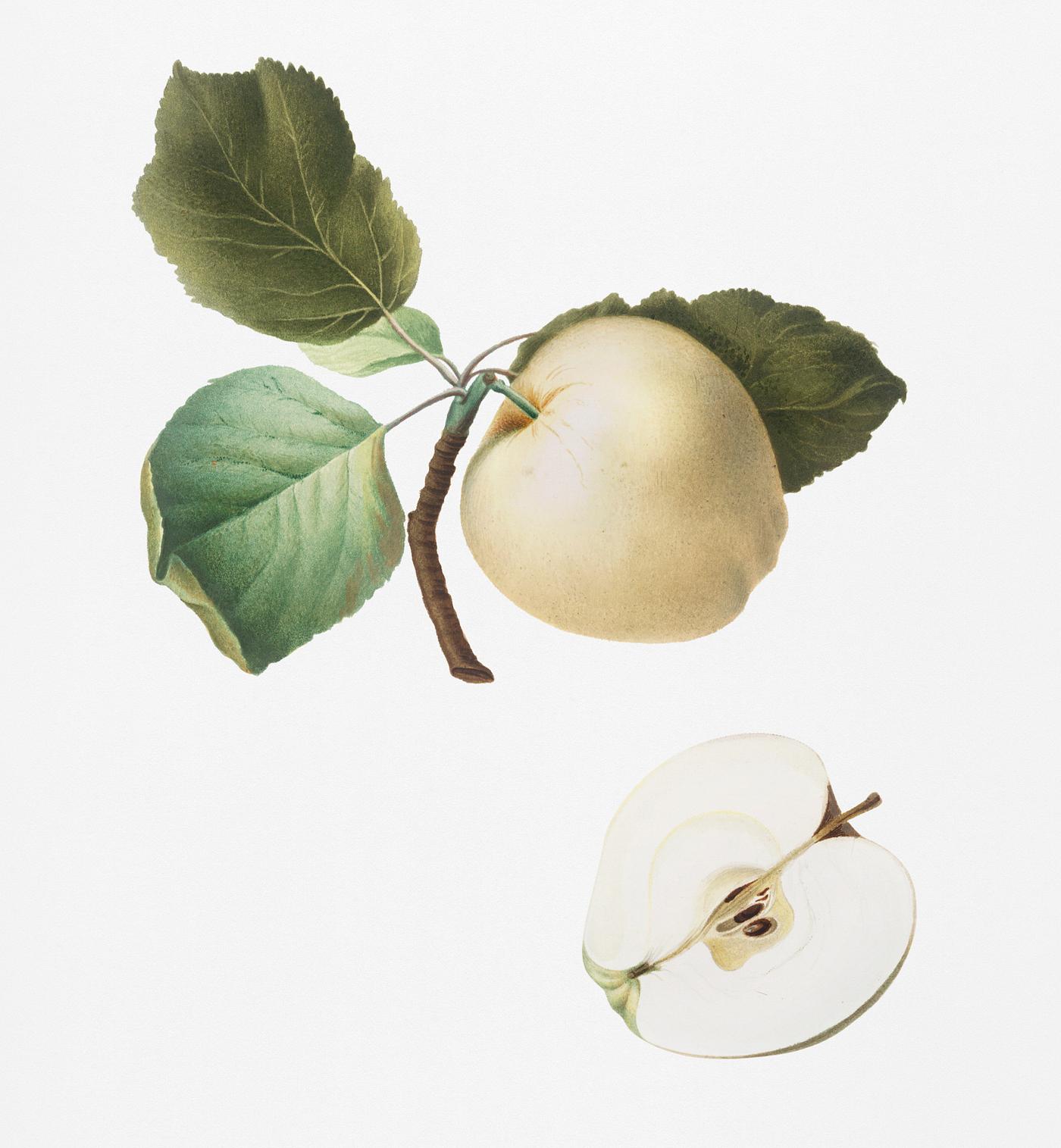 Astracan Apple (Malus astracanensis) from Pomona Italiana (1817 - 1839) by Giorgio Gallesio (1772-1839). Original from New... Astracan Apple (Malus astracanensis) from Pomona Italiana (1817 - 1839) by Giorgio Gallesio (1772-1839). Original from New...