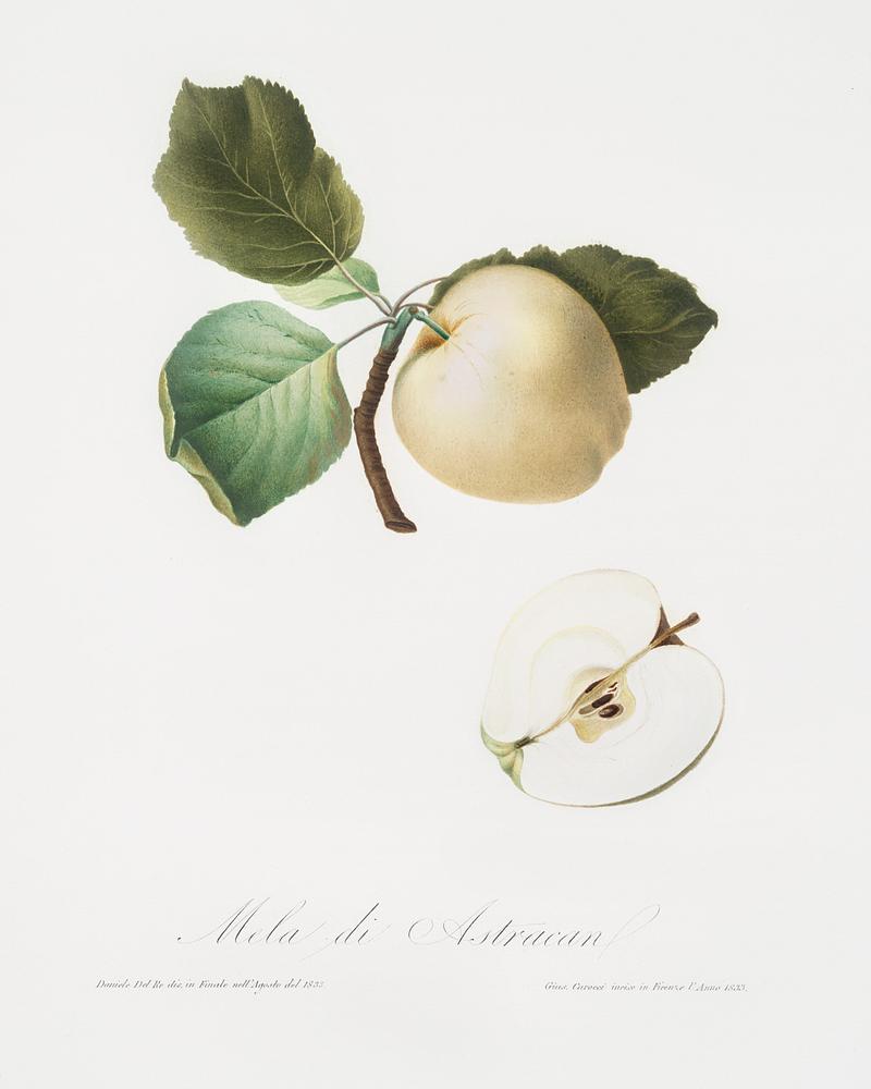 Astracan Apple (Malus astracanensis) from Pomona Italiana (1817 - 1839) by Giorgio Gallesio (1772-1839). Original from The New York Public Library. Digitally enhanced by rawpixel. Astracan Apple (Malus astracanensis) from Pomona Italiana (1817 - 1839) by Giorgio Gallesio (1772-1839). Original from The…