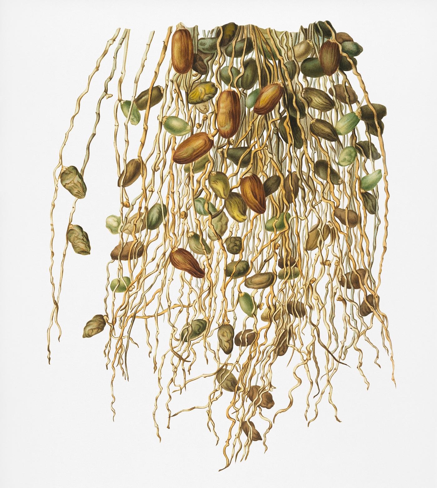 Normal Spadice of the palm (Phoenix dactylifera) from Pomona Italiana (1817 - 1839) by Giorgio Gallesio (1772-1839).... Normal Spadice of the palm (Phoenix dactylifera) from Pomona Italiana (1817 - 1839) by Giorgio Gallesio (1772-1839)....