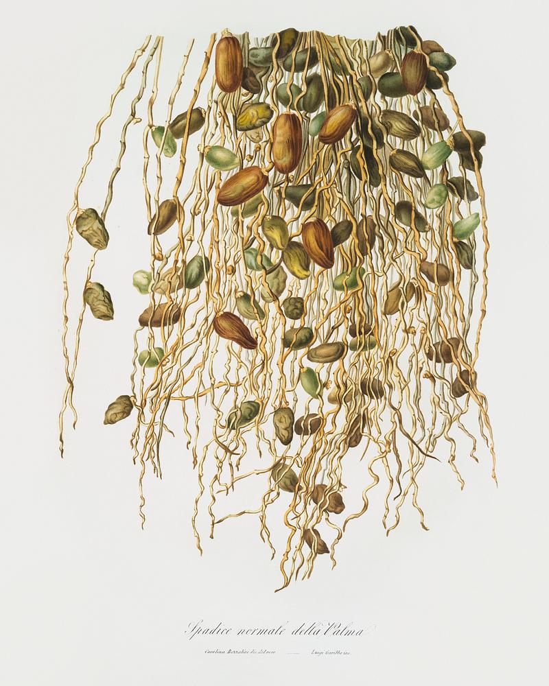 Normal Spadice of the palm (Phoenix dactylifera) from Pomona Italiana (1817 - 1839) by Giorgio Gallesio (1772-1839). Original from The New York Public Library. Digitally enhanced by rawpixel. Normal Spadice of the palm (Phoenix dactylifera) from Pomona Italiana (1817 - 1839) by Giorgio Gallesio (1772-1839). Original…