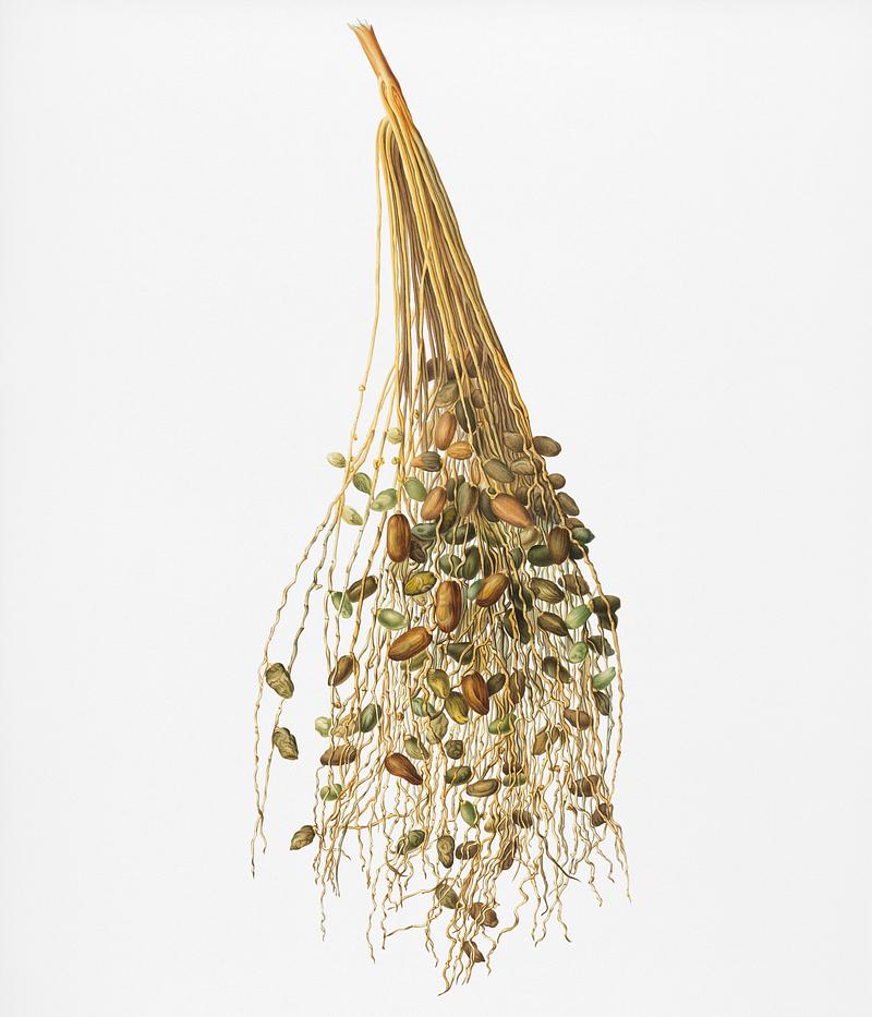 Normal Spadice of the palm (Phoenix dactylifera) from Pomona Italiana (1817 - 1839) by Giorgio Gallesio (1772-1839). Original from New York public library. Digitally enhanced by rawpixel. Normal Spadice of the palm (Phoenix dactylifera) from Pomona Italiana (1817 - 1839) by Giorgio Gallesio (1772-1839). Original…