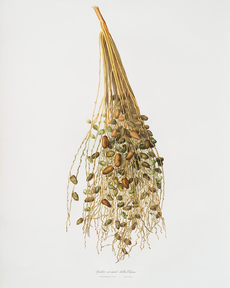 Normal Spadice of the palm (Phoenix dactylifera) from Pomona Italiana (1817 - 1839) by Giorgio Gallesio (1772-1839). Original from The New York Public Library. Digitally enhanced by rawpixel. Normal Spadice of the palm (Phoenix dactylifera) from Pomona Italiana (1817 - 1839) by Giorgio Gallesio (1772-1839). Original…