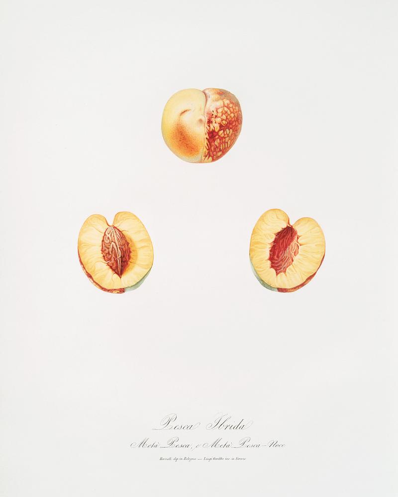 Nectarine (Malus persica hybrida) from Pomona Italiana (1817 - 1839) by Giorgio Gallesio (1772-1839). Original from The New York Public Library. Digitally enhanced by rawpixel. Nectarine (Malus persica hybrida) from Pomona Italiana (1817 - 1839) by Giorgio Gallesio (1772-1839). Original from The New…