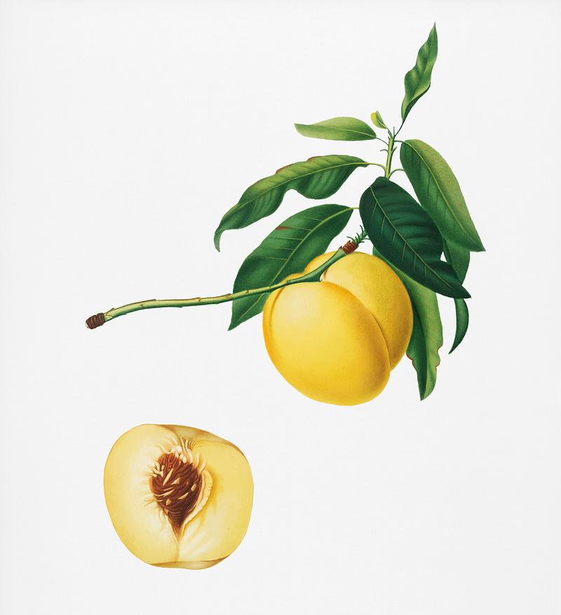 Yellow Apricot (Persica iulodermis) from Pomona Italiana (1817 - 1839) by Giorgio Gallesio (1772-1839). Original from New York public library. Digitally enhanced by rawpixel. Yellow Apricot (Persica iulodermis) from Pomona Italiana (1817 - 1839) by Giorgio Gallesio (1772-1839). Original from New…