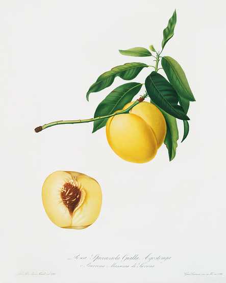 Yellow Apricot (Persica iulodermis) from Pomona Italiana (1817 - 1839) by Giorgio Gallesio (1772-1839). Yellow Apricot (Persica iulodermis) from Pomona Italiana (1817 - 1839) by Giorgio Gallesio (1772-1839). - antique, antique…
