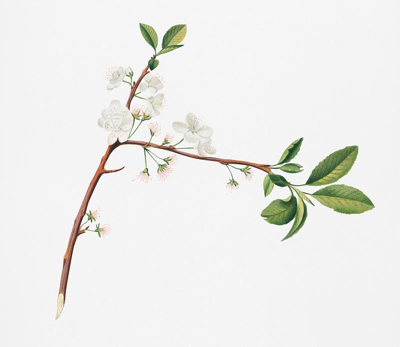 Flower of Plum (Fiore di Susina Settembrina) from Pomona Italiana (1817 - 1839) by Giorgio Gallesio (1772-1839). Original from New York public library. Digitally enhanced by rawpixel. Flower of Plum (Fiore di Susina Settembrina) from Pomona Italiana (1817 - 1839) by Giorgio Gallesio (1772-1839). Original…