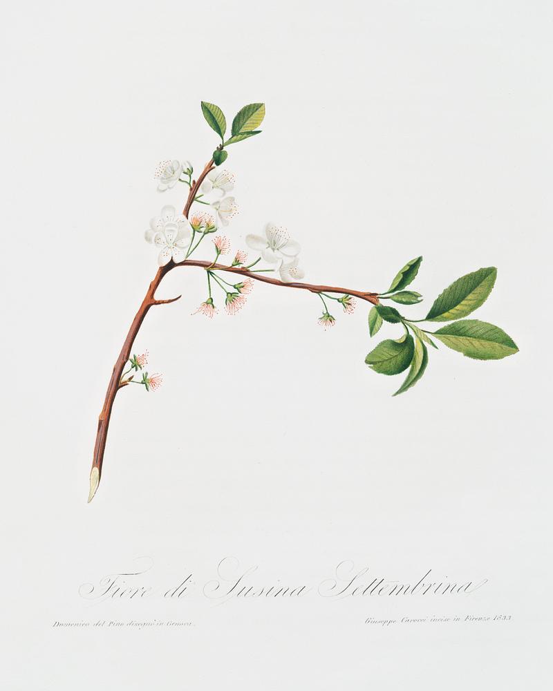 Flower of Plum (Fiore di Susina Settembrina) from Pomona Italiana (1817 - 1839) by Giorgio Gallesio (1772-1839). Original from The New York Public Library. Digitally enhanced by rawpixel. Flower of Plum (Fiore di Susina Settembrina) from Pomona Italiana (1817 - 1839) by Giorgio Gallesio (1772-1839). Original…