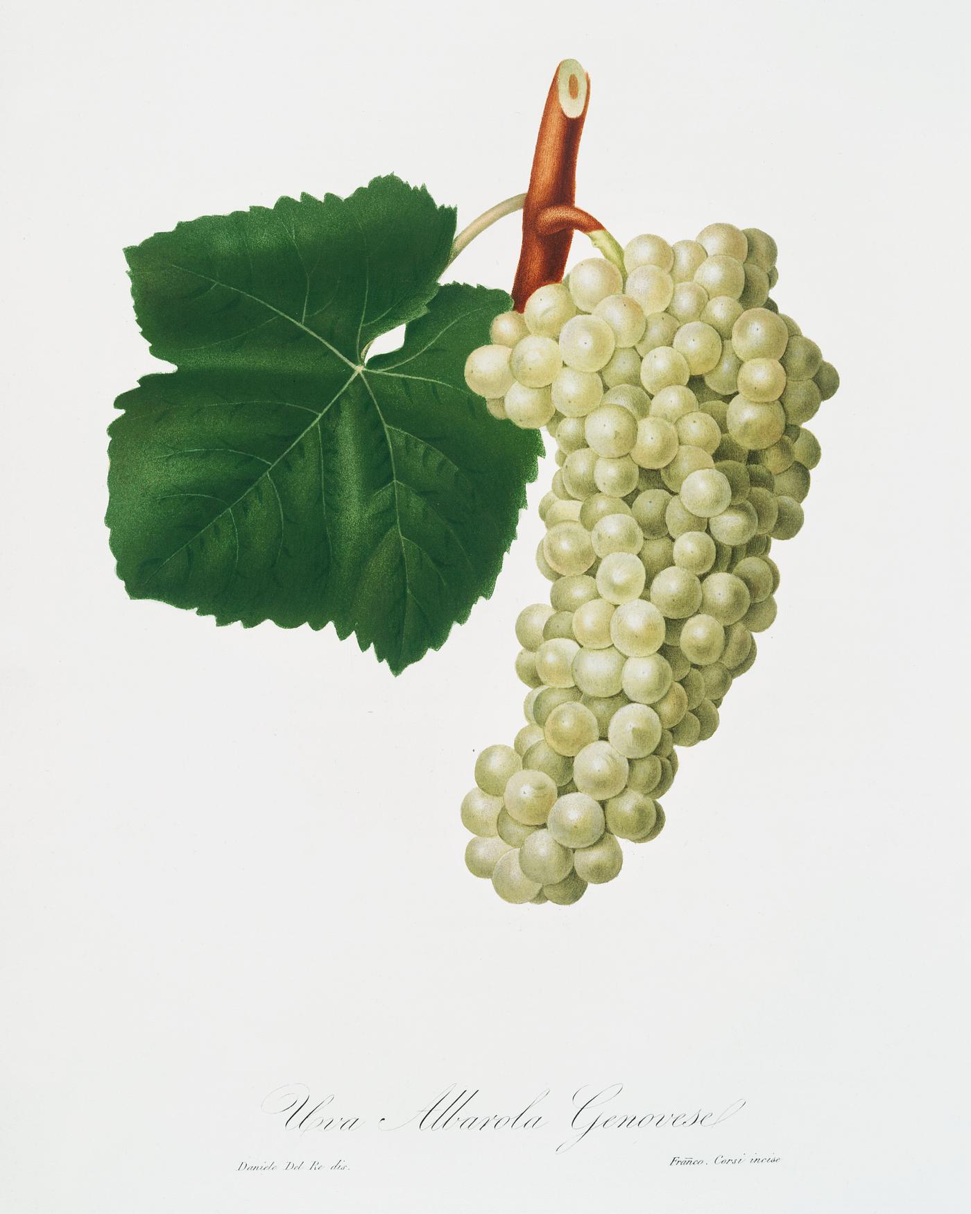 White Grape (Vitis vinifera genuensis) from Pomona Italiana (1817 - 1839) by Giorgio Gallesio (1772-1839). Original from The... White Grape (Vitis vinifera genuensis) from Pomona Italiana (1817 - 1839) by Giorgio Gallesio (1772-1839). Original from The...