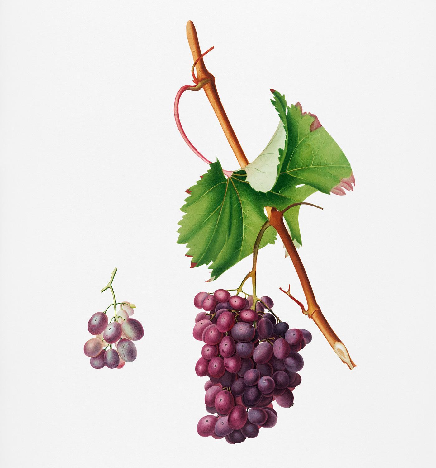 Grape Barbarossa (Vitis vinifera) from Pomona Italiana (1817 - 1839) by Giorgio Gallesio (1772-1839). Original from New York... Grape Barbarossa (Vitis vinifera) from Pomona Italiana (1817 - 1839) by Giorgio Gallesio (1772-1839). Original from New York...