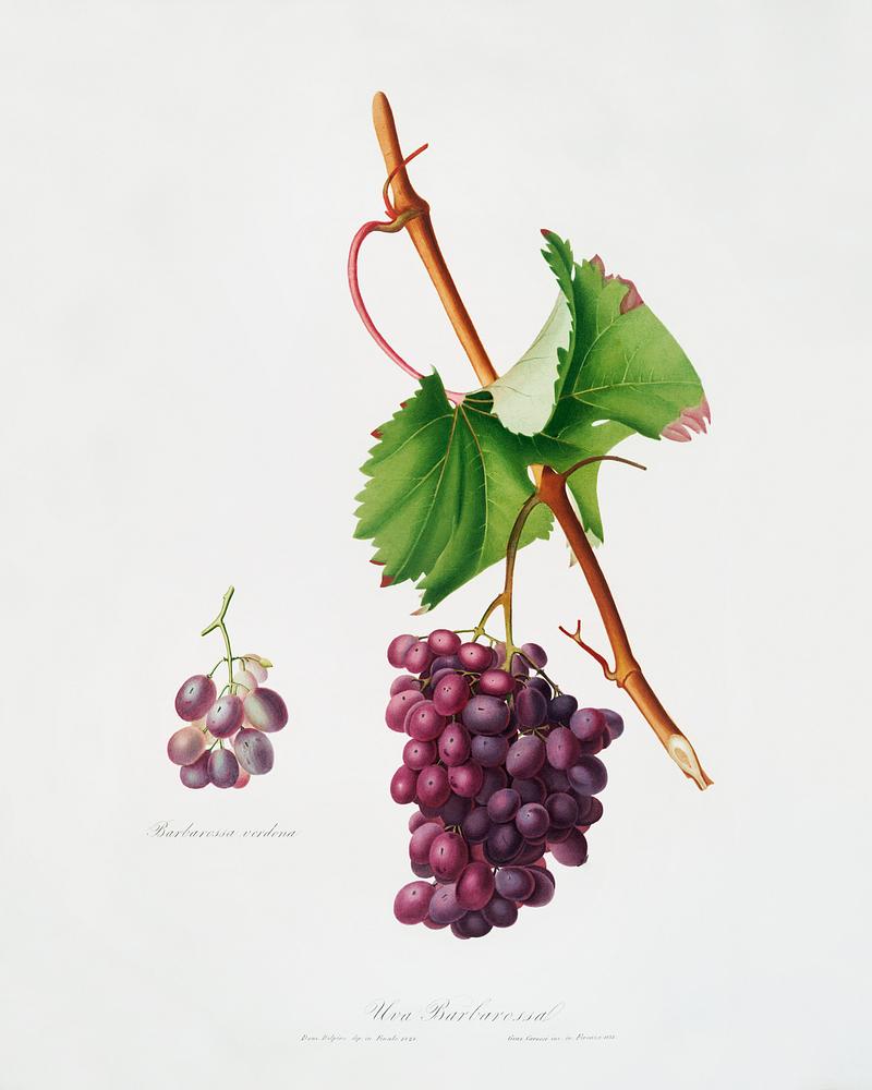 Grape Barbarossa (Vitis vinifera) from Pomona Italiana (1817 - 1839) by Giorgio Gallesio (1772-1839). Original from The New York Public Library. Digitally enhanced by rawpixel. Grape Barbarossa (Vitis vinifera) from Pomona Italiana (1817 - 1839) by Giorgio Gallesio (1772-1839). Original from The New…