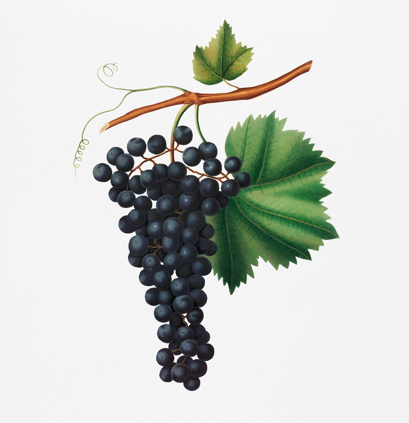 Berzemina grape (Vites veneto) from Pomona Italiana (1817 - 1839) by Giorgio Gallesio (1772-1839). Original from New York... Berzemina grape (Vites veneto) from Pomona Italiana (1817 - 1839) by Giorgio Gallesio (1772-1839). Original from New York...