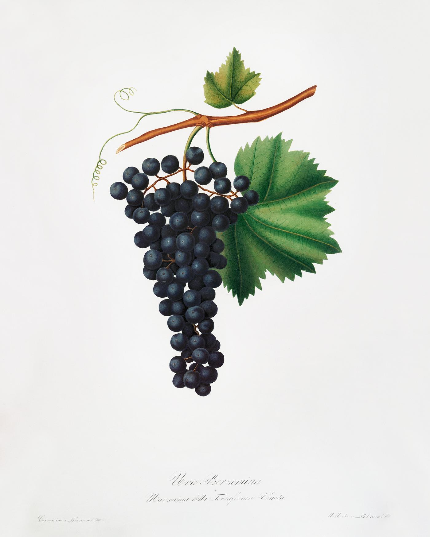 Berzemina grape (Vites veneto) from Pomona Italiana (1817 - 1839) by Giorgio Gallesio (1772-1839). Original from The New... Berzemina grape (Vites veneto) from Pomona Italiana (1817 - 1839) by Giorgio Gallesio (1772-1839). Original from The New...