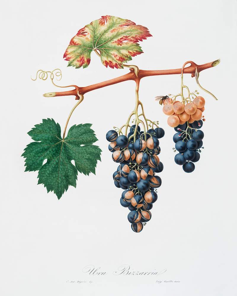 Summer grape (Vites vinifera bicolor) from Pomona Italiana (1817 - 1839) by Giorgio Gallesio (1772-1839). Original from The New York Public Library. Digitally enhanced by rawpixel. Summer grape (Vites vinifera bicolor) from Pomona Italiana (1817 - 1839) by Giorgio Gallesio (1772-1839). Original from The…