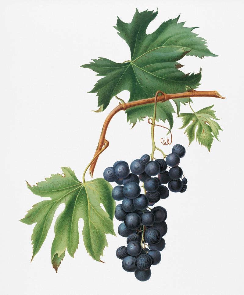 Brachetto grape (Vitis vinifera niceaensis) from Pomona Italiana (1817 - 1839) by Giorgio Gallesio (1772-1839). Original from New York public library. Digitally enhanced by rawpixel. Brachetto grape (Vitis vinifera niceaensis) from Pomona Italiana (1817 - 1839) by Giorgio Gallesio (1772-1839). Original from…