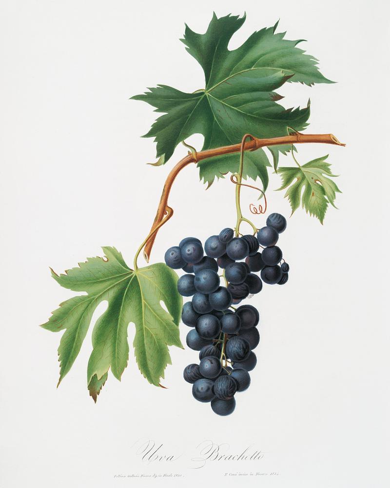Brachetto grape (Vitis vinifera niceaensis) from Pomona Italiana (1817 - 1839) by Giorgio Gallesio (1772-1839). Original from The New York Public Library. Digitally enhanced by rawpixel. Brachetto grape (Vitis vinifera niceaensis) from Pomona Italiana (1817 - 1839) by Giorgio Gallesio (1772-1839). Original from…